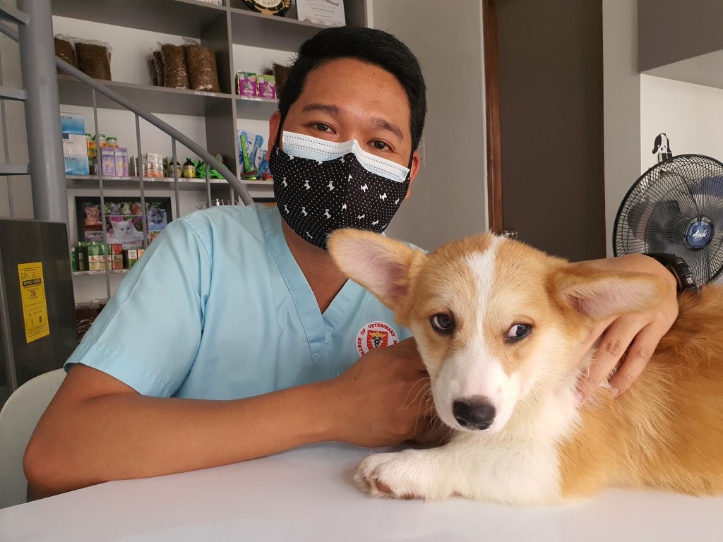 A veterinarian sits with a Corgi