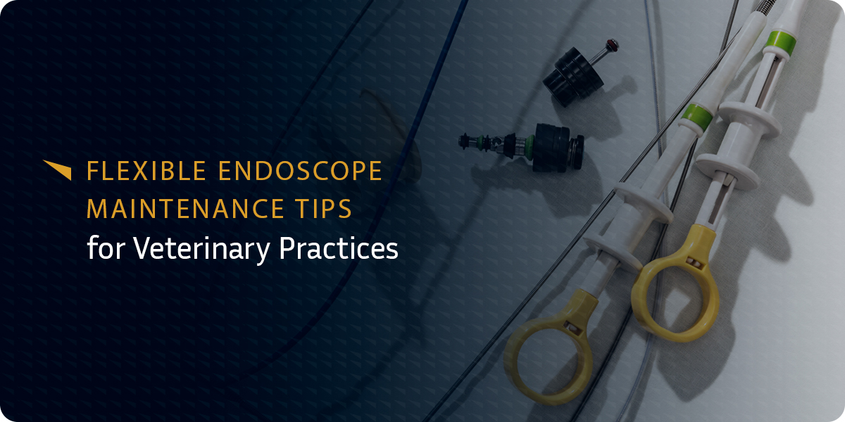 Flexible Endoscope Maintenance Tips for Veterinary Practices